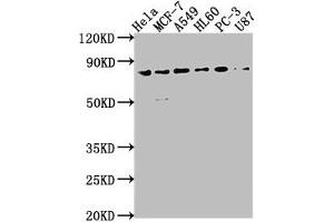 EXOC3 antibody  (AA 410-756)