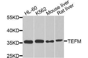 Western blot analysis of extracts of various cell lines, using TEFM antibody (ABIN5974873) at 1/1000 dilution. (TEFM antibody)