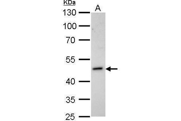 HOMER1 antibody  (Center)