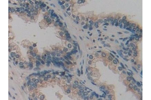 FAM3C antibody  (AA 25-227)