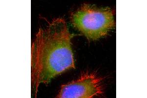 Immunofluorescent analysis of 4 % paraformaldehyde-fixed, 0. (HSD17B10 antibody  (AA 140-172))