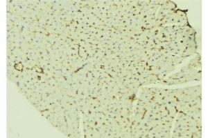 ABIN6276525 at 1/100 staining Mouse liver tissue by IHC-P. (TTR antibody  (C-Term))