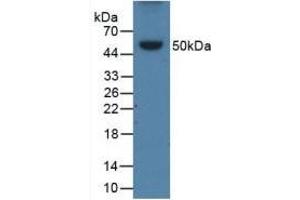 Detection of Recombinant APOB, Porcine using Polyclonal Antibody to Apolipoprotein B (APOB) (APOB antibody  (AA 331-511))