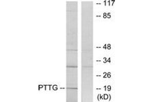 Western blot analysis of extracts from RAW264. (PTTG1 antibody  (AA 116-165))