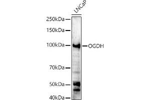 Western blot analysis of extracts of LNCaP cells, using OGDH antibody (ABIN6131414, ABIN6145003, ABIN6145005 and ABIN6222018) at 1:500 dilution. (alpha KGDHC antibody  (AA 148-427))
