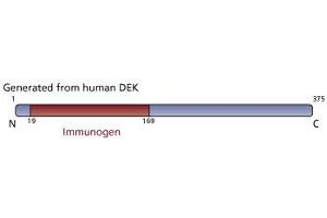 Image no. 3 for anti-DEK Oncogene (DEK) (AA 19-169) antibody (ABIN968269) (DEK antibody  (AA 19-169))