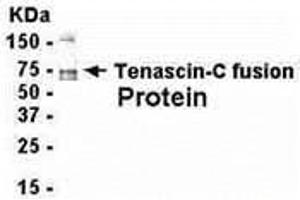 Western Blotting (WB) image for anti-Tenascin C (TNC) (AA 18-175) antibody (ABIN2467941) (TNC antibody  (AA 18-175))