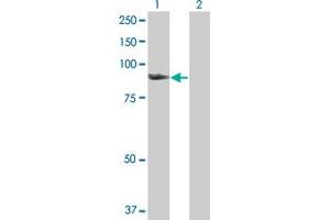 Western Blot analysis of SMURF1 expression in transfected 293T cell line by SMURF1 MaxPab polyclonal antibody. (SMURF1 antibody  (AA 1-731))