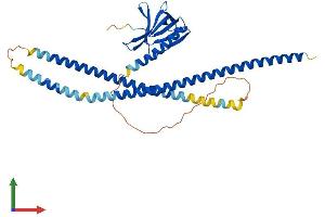 AlphaFold protein structure predicition of Human Recombinant HOMER3 Protein, UniprotID Q9NSC5 (HOMER3 Protein (AA 1-361) (His tag))