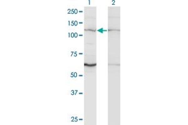 ZNF268 Antikörper  (AA 1-90)