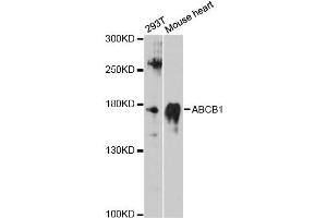Western blot analysis of extracts of various cell lines, using ABCB1 antibody (ABIN5997169) at 1:3000 dilution. (ABCB1 antibody)