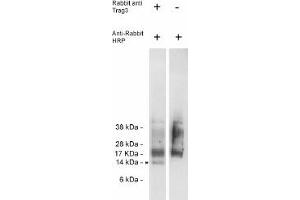 Image no. 1 for anti-CSAG Family, Member 2 (CSAG2) antibody (ABIN265187) (CSAG2 antibody)