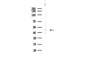 anti-Vacuolar Protein Sorting 37 Homolog A (VPS37A) (N-Term) antibody