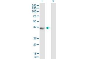 PCBP3 antibody  (AA 1-313)