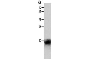 Gel: 12 % SDS-PAGE, Lysate: 40 μg, Lane: Human lymphoma tissue, Primary antibody: ABIN7128814(CCL24 Antibody) at dilution 1/400, Secondary antibody: Goat anti rabbit IgG at 1/8000 dilution, Exposure time: 1 minute (CCL24 antibody)