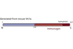 Image no. 2 for anti-Vesicle Transport through Interaction with t-SNAREs 1A (VTI1A) (AA 114-217) antibody (ABIN968427)