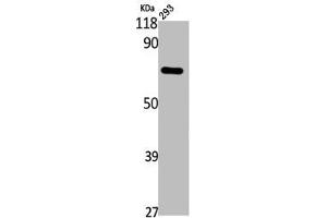 Western Blot analysis of 293 cells using Annexin VI Polyclonal Antibody (ANXA6 antibody  (N-Term))