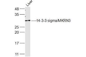 Rat Liver lysates probed with 14-3-3 sigma Polyclonal Antibody, Unconjugated  at 1:300 dilution and 4˚C overnight incubation. (14-3-3 sigma/SFN antibody  (AA 101-200))