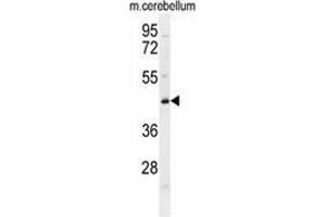 Western blot analysis in mouse cerebellum tissue lysates (35ug/lane) using CYB5D2 Antibody (C-term). (CYB5D2 antibody  (C-Term))