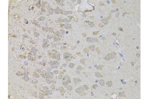 Immunohistochemistry of paraffin-embedded rat brain using PEA15 antibody. (PEA15 antibody)