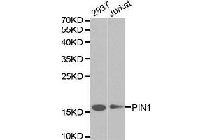 Western blot analysis of extracts of various cell lines, using PIN1 antibody. (PIN1 antibody  (AA 1-163))