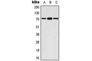 Western blot analysis of S6K1 (pS447) expression in A549 EGF-treated (A), mouse brain (B), rat brain (C) whole cell lysates. (RPS6KB1 antibody  (C-Term, pSer447))