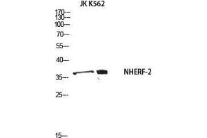 Western Blot (WB) analysis of JK K562 using NHERF-2 antibody. (SLC9A3R2 antibody)