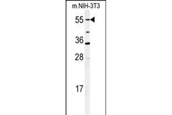 CYP26A1 antibody  (C-Term)