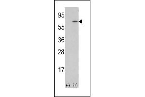Western blot analysis of lysate from human placenta tissue lysate, using M-CSF Antibody (Center) (ABIN390719 and ABIN2840996). (M-CSF/CSF1 antibody  (AA 230-257))