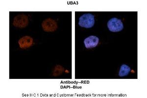 Sample Type :  Human brain stem cells  Primary Antibody Dilution :  1:500  Secondary Antibody :  Goat anti-rabbit Alexa-Fluor 594  Secondary Antibody Dilution :  1:1000  Color/Signal Descriptions :  UBA3: Red DAPI:Blue  Gene Name :  UBA3  Submitted by :  Dr. (UBA3 antibody  (N-Term))