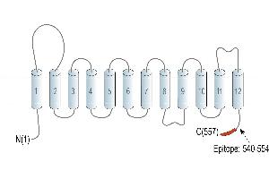 Representative domain view of the target of ABIN7885461.