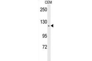 Western Blotting (WB) image for anti-threonine Synthase-Like 2 (THNSL2) antibody (ABIN3002296) (THNSL2 antibody)