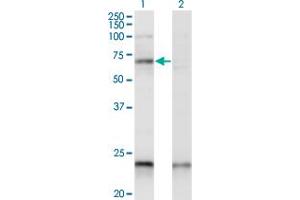 Western Blot analysis of CREB5 expression in transfected 293T cell line by CREB5 monoclonal antibody (M01A), clone 1E2. (CREB5 antibody  (AA 1-99))