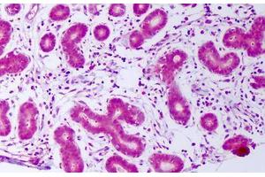 Anti-PDGFA antibody IHC staining of human breast, epithelium. (PDGF-AA Homodimer antibody)