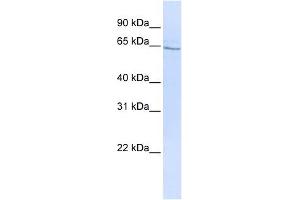 GLP2R antibody used at 1 ug/ml to detect target protein. (GLP2R antibody  (N-Term))