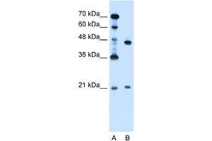 WB Suggested Anti-UBE2E2 Antibody Titration:  0. (UBE2E2 antibody  (N-Term))