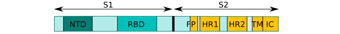 1D structure of SARS-CoV-2 Spike Protein