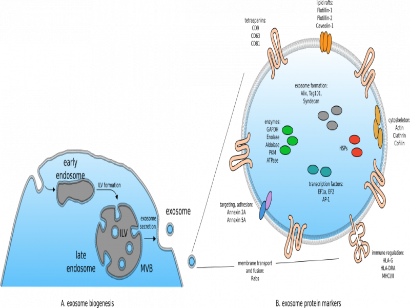 Protein Exosome Marker