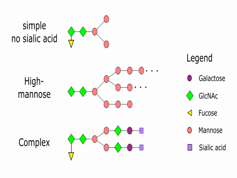 Protein Expression Systems