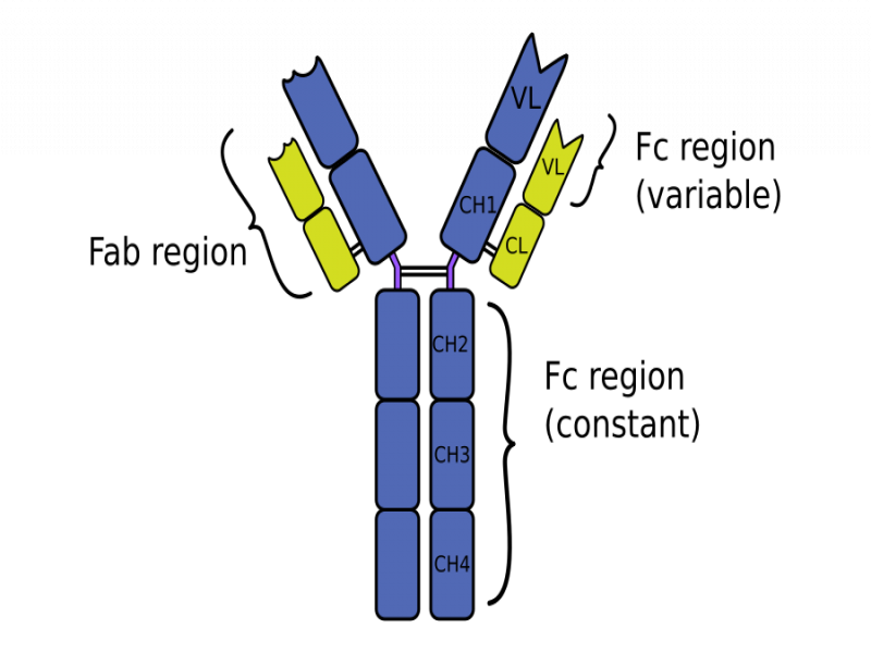 antiImmunoglobulin Y (IgY) secondary antibodies