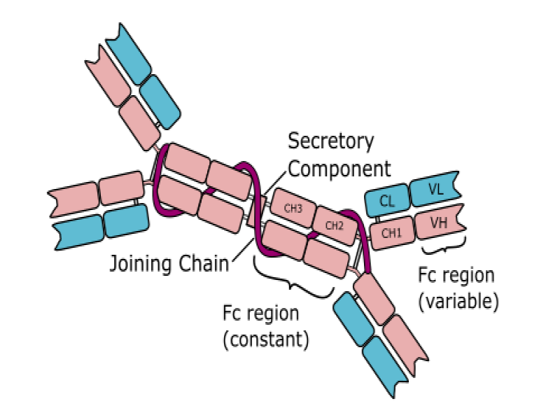 antiImmunoglobulin A (IgA) secondary antibodies