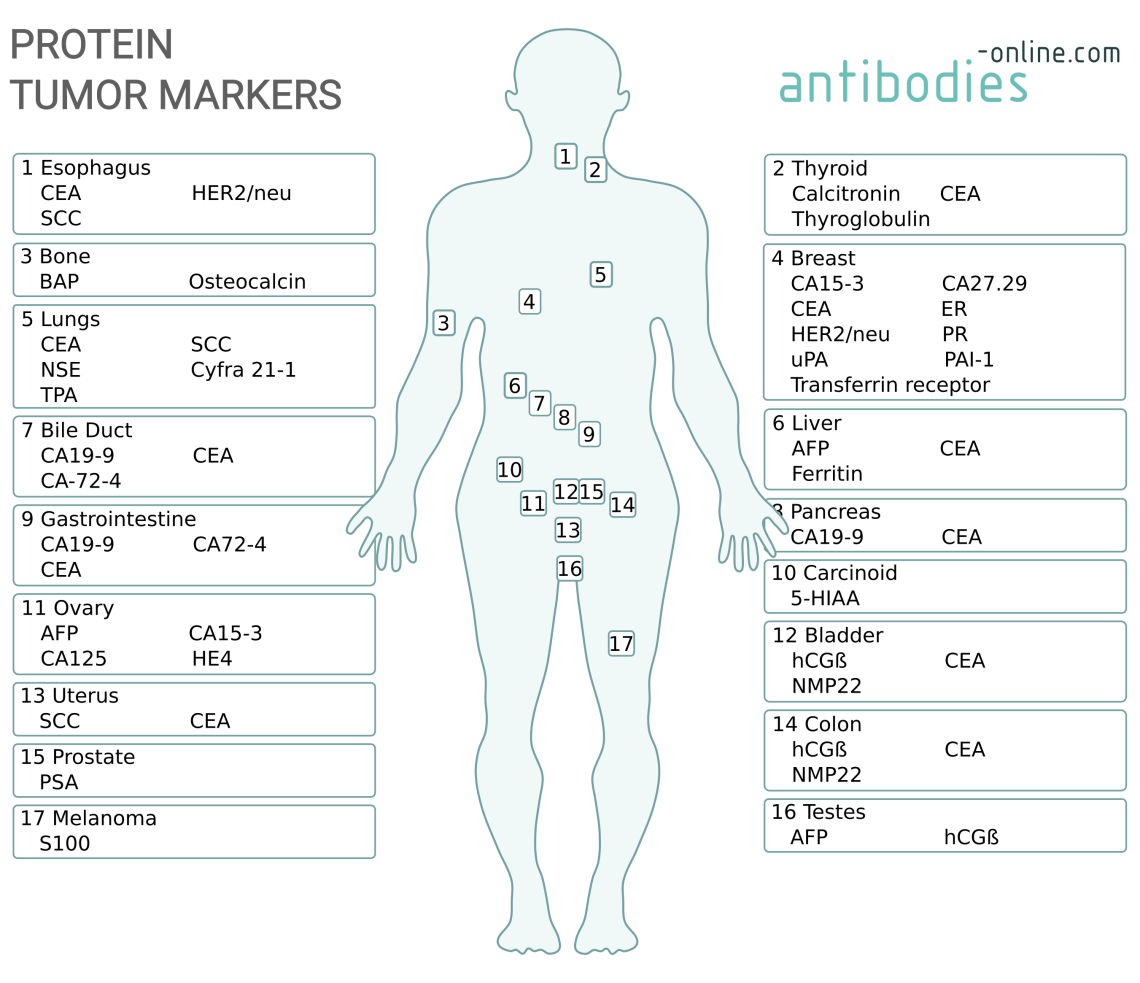Protein Tumor Markers - antibodies-online.com