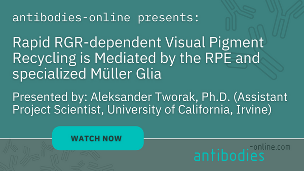 Rapid RGR-dependent Visual Pigment Recycling is Mediated by the RPE and specialized Müller Glia