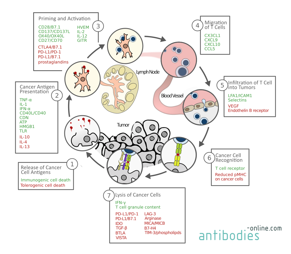 Cancer Immunity Cycle