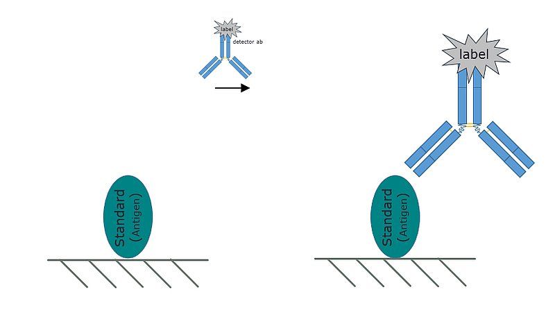 Representative image of a direct ELISA