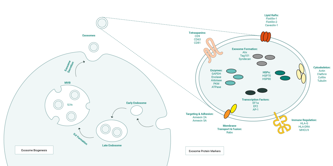 exosome biogenesis and protein markers