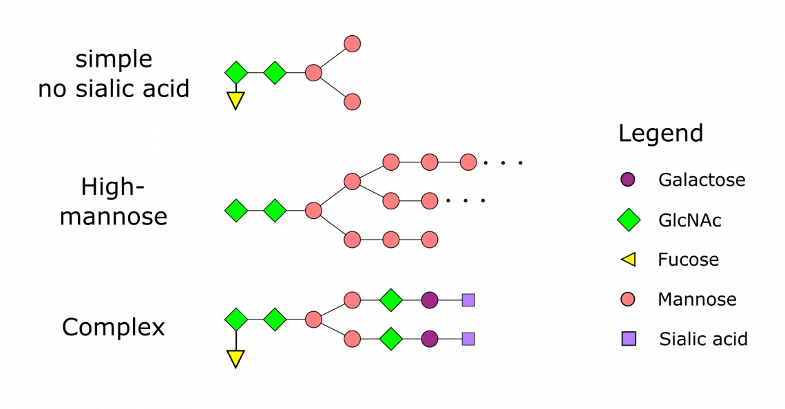 N-Glycosylation Patterns