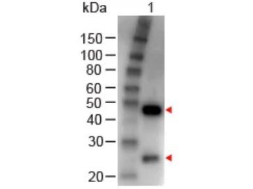 Peroxidase Conjugation