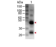 Biotin Conjugation