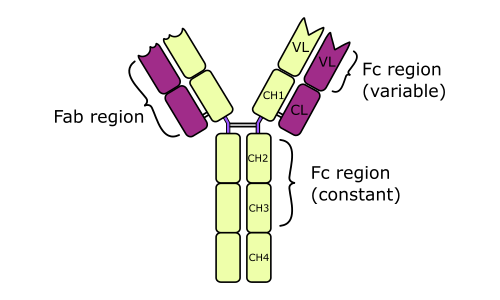 anti-Immunoglobulin E (IgE)  antibody